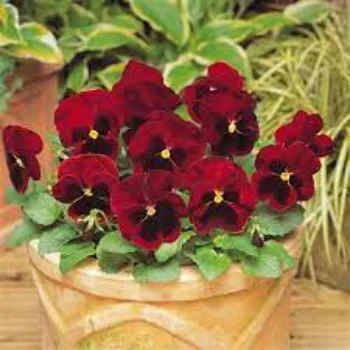 Good Pansy Plant 8a-pansy plant-7833386-95098.webp
